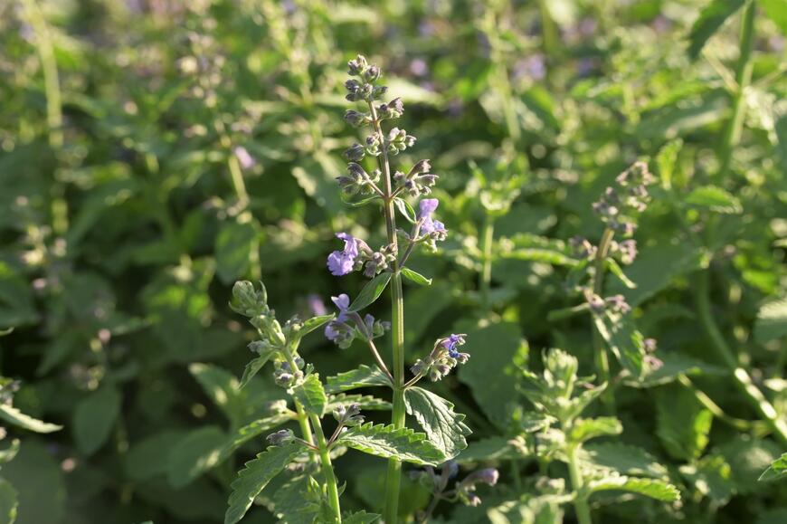 Nepeta x faassenii 'Six Hills Giant Gold'