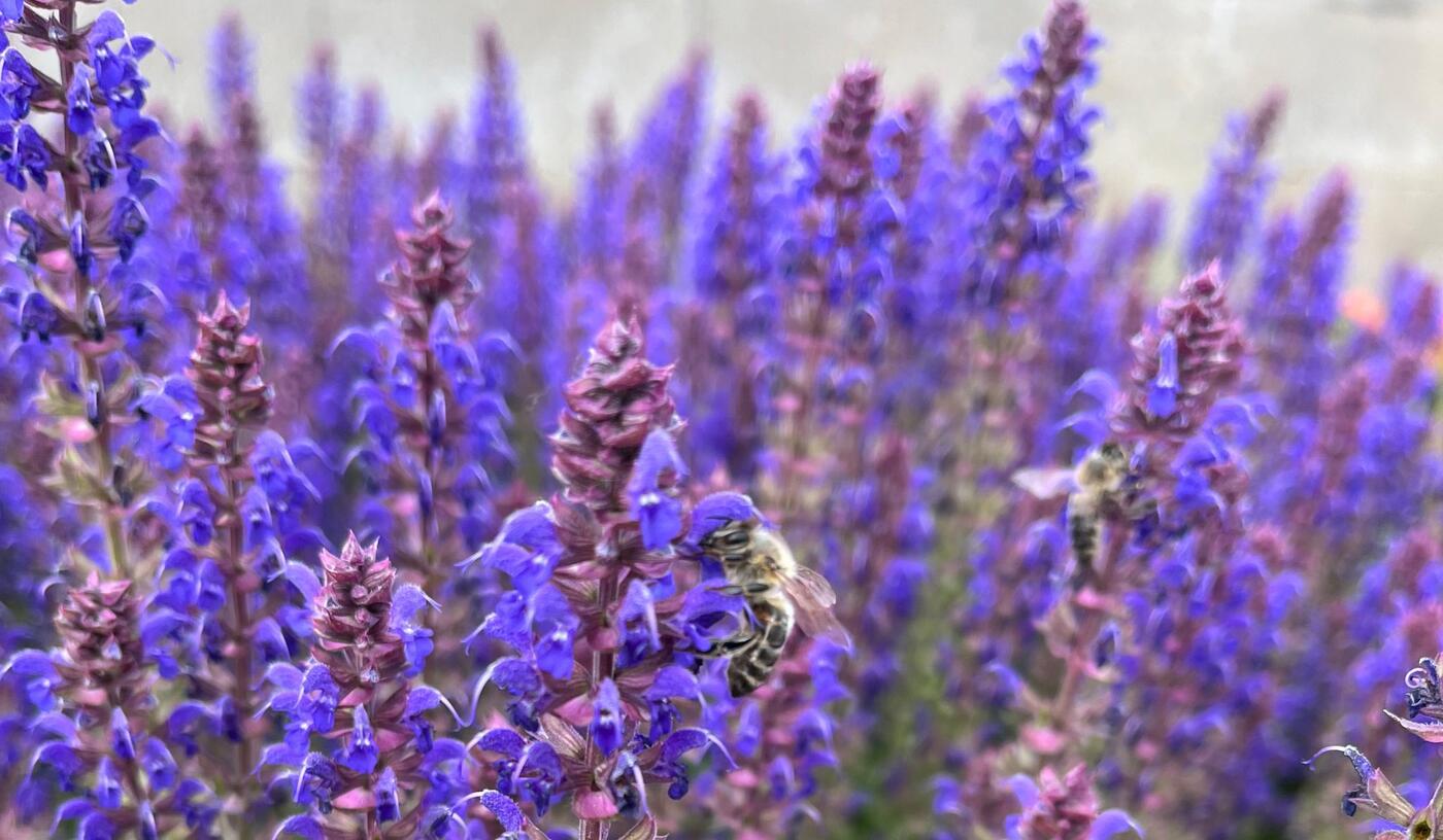 Salvia superba 'April Night' baner