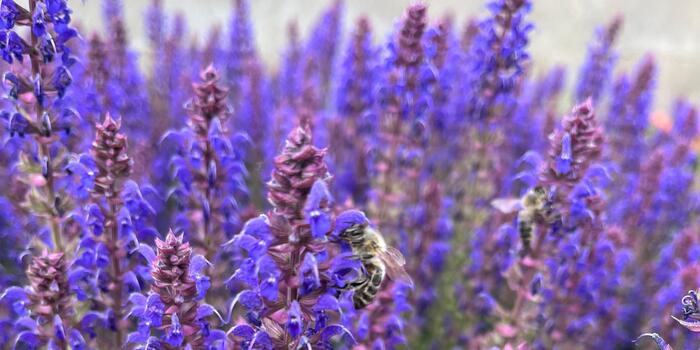 Salvia superba ''April Night'' baner