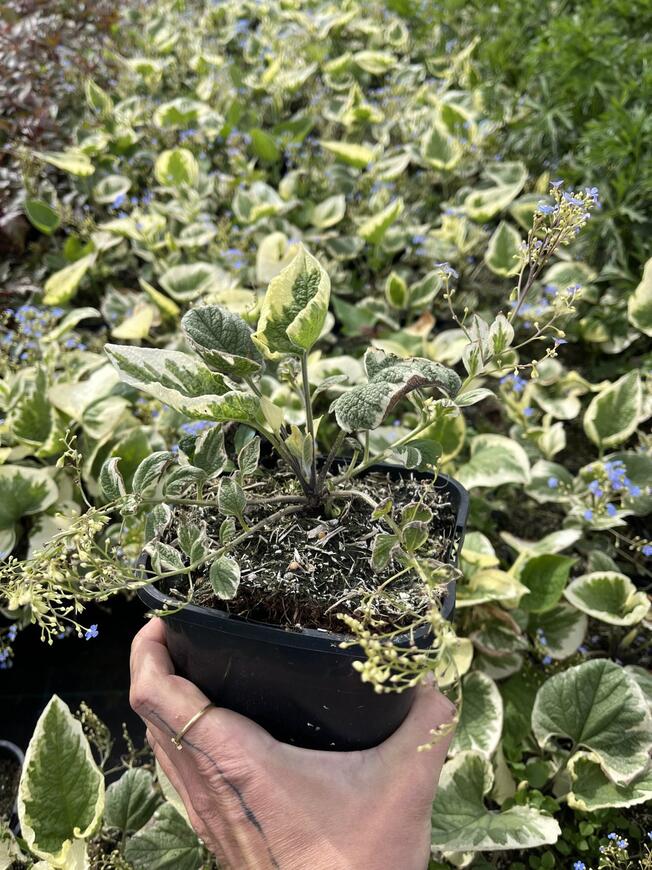 Brunnera macrophylla 'Variegata'