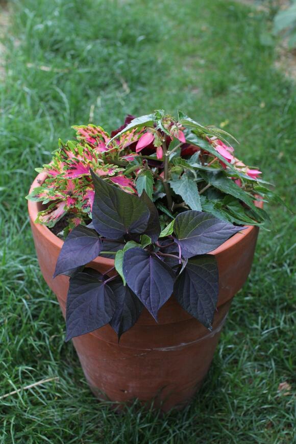 Pokojové kopřivy a letničky