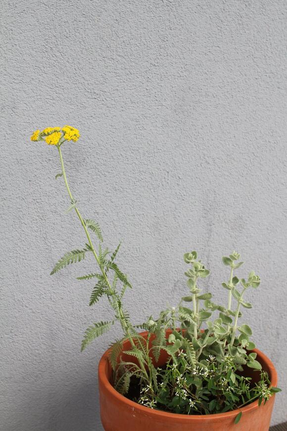 Řebříček v nádobě