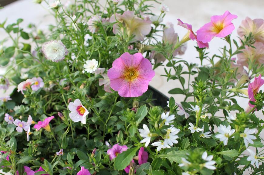 Bílo-růžová kombinace