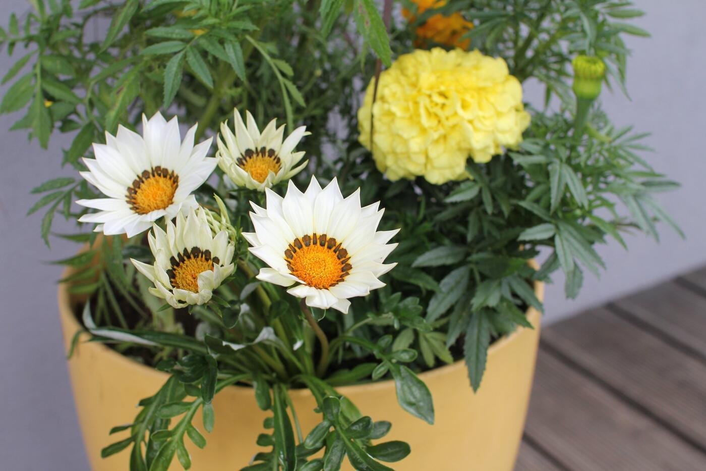 Jak kombinovat letničky