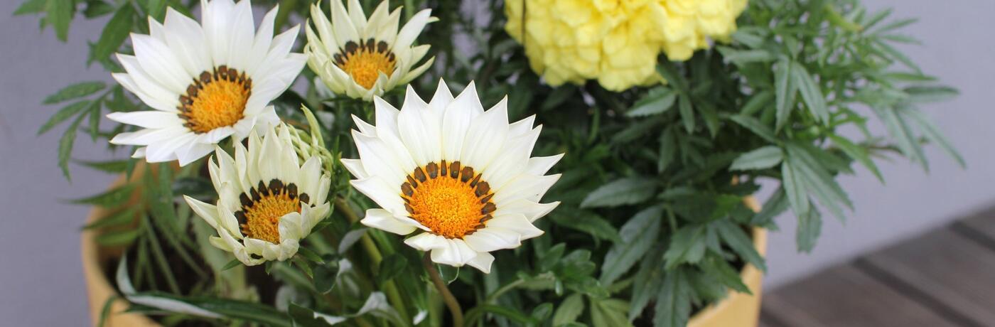 Jak kombinovat letničky