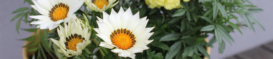 Jak kombinovat letničky