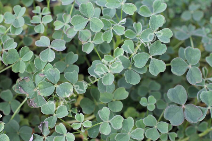 Šťavel hlíznatý 'Giggles'® - Oxalis tuberosa 'Giggles'®