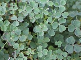 Šťavel hlíznatý 'Giggles'® - Oxalis tuberosa 'Giggles'®