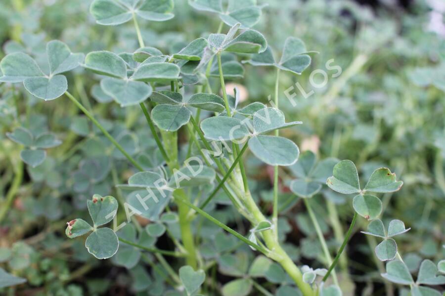 Šťavel hlíznatý 'Giggles'® - Oxalis tuberosa 'Giggles'®