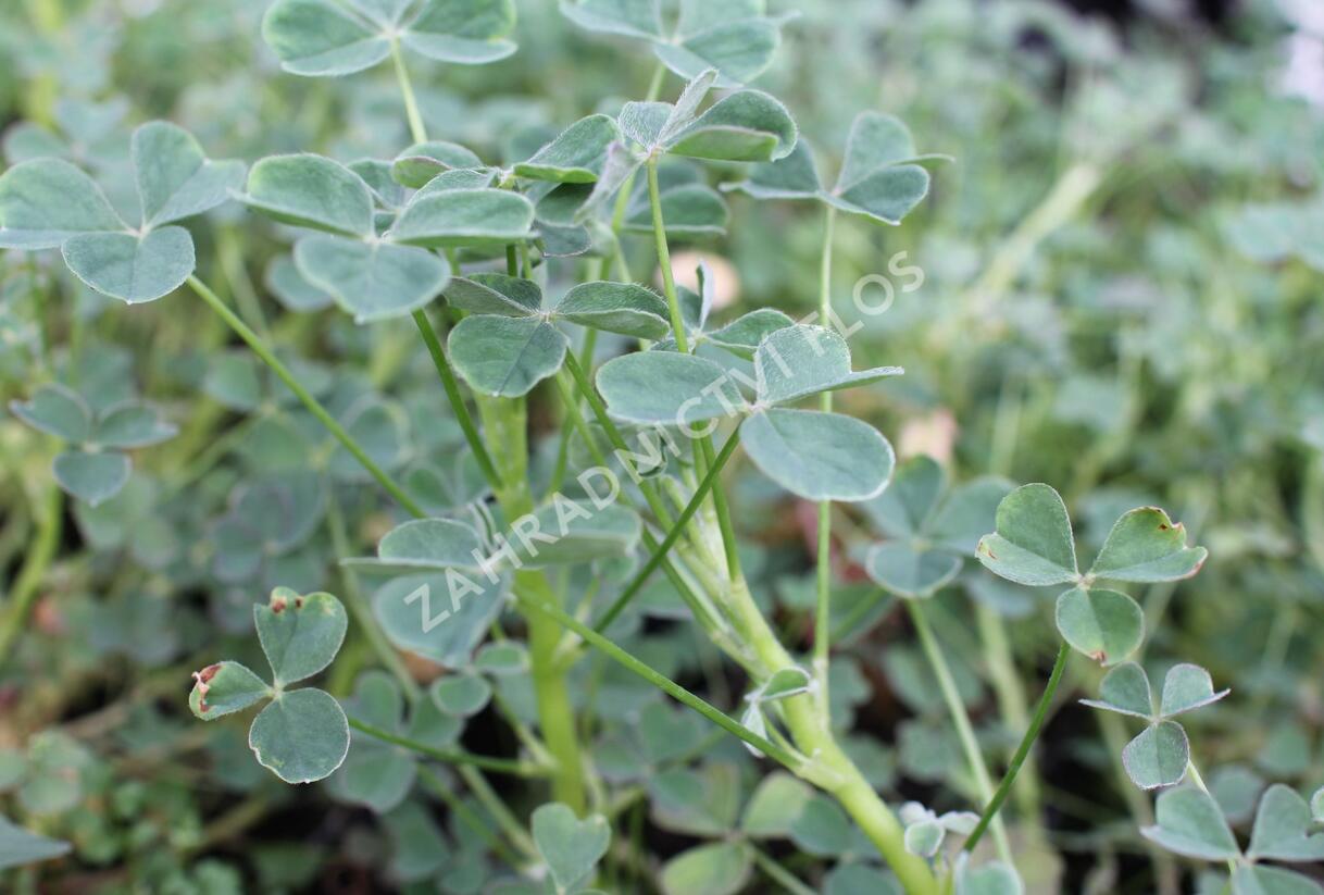 Šťavel hlíznatý 'Giggles'® - Oxalis tuberosa 'Giggles'®