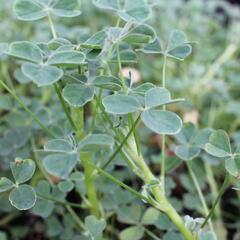 Šťavel hlíznatý 'Giggles'® - Oxalis tuberosa 'Giggles'®