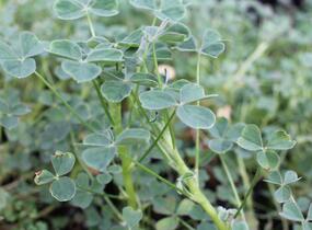Šťavel hlíznatý 'Giggles'® - Oxalis tuberosa 'Giggles'®