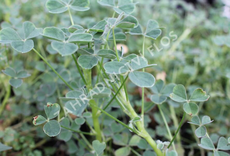 Šťavel hlíznatý 'Giggles'® - Oxalis tuberosa 'Giggles'®