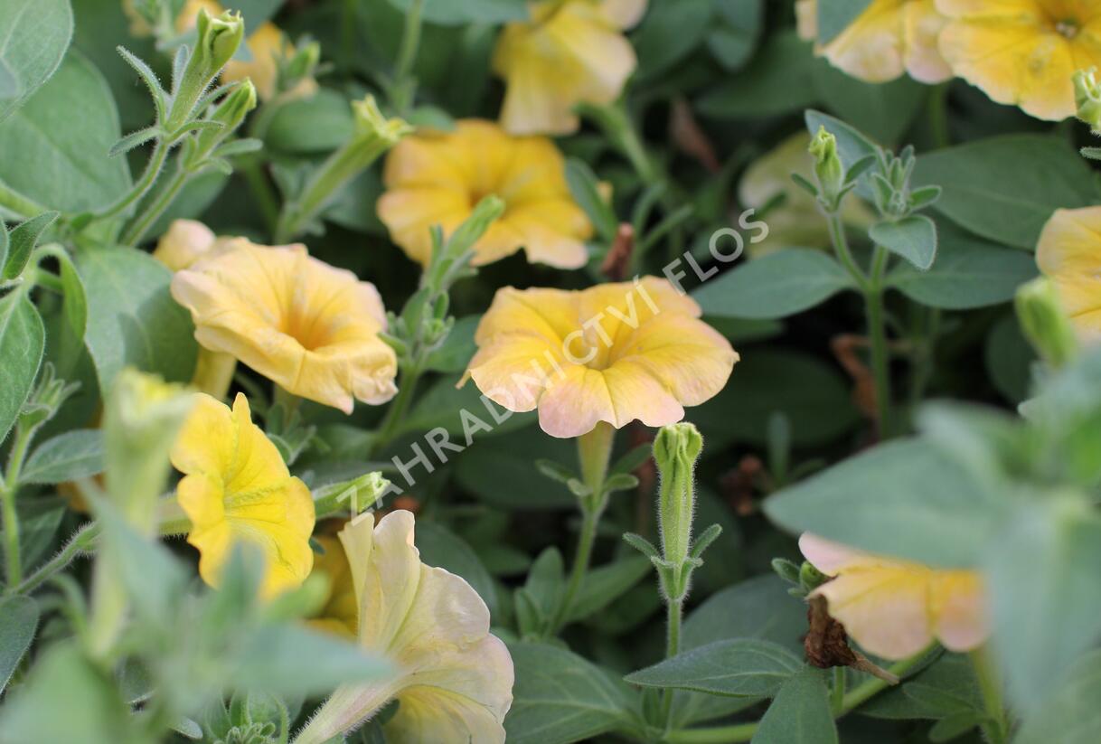 Petúnie 'Cascadias Indian Summer' - Petunia hybrida 'Cascadias Indian Summer'