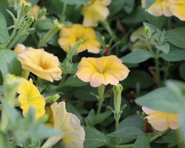 Petúnie 'Cascadias Indian Summer'