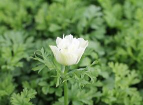 Sasanka věncová 'Bride' - Anemone coronaria 'Bride'