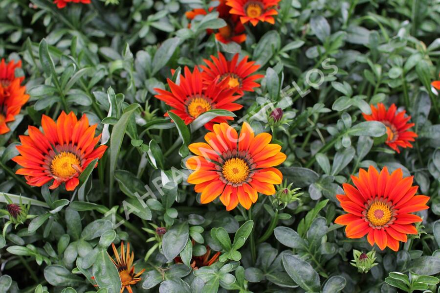 Gazánie zářivá 'Siesta Bronze' - Gazania rigens 'Siesta Bronze'