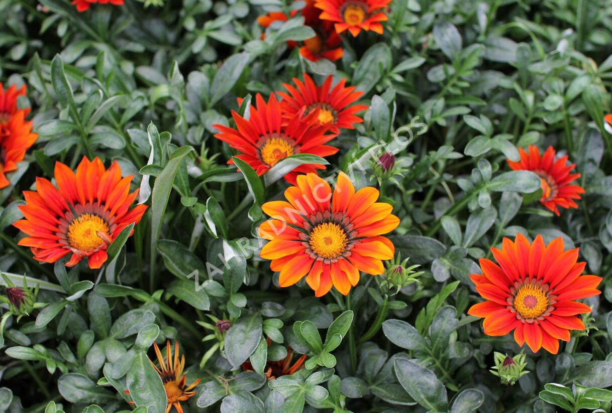 Gazánie zářivá 'Siesta Bronze' - Gazania rigens 'Siesta Bronze'