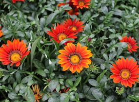 Gazánie zářivá 'Siesta Bronze' - Gazania rigens 'Siesta Bronze'