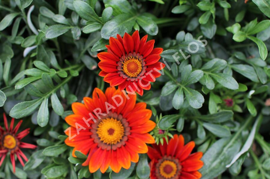 Gazánie zářivá 'Siesta Bronze' - Gazania rigens 'Siesta Bronze'