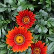 Gazánie zářivá 'Siesta Bronze' - Gazania rigens 'Siesta Bronze'