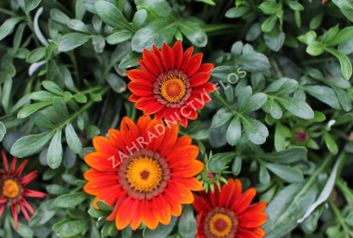 Gazánie zářivá 'Siesta Bronze' - Gazania rigens 'Siesta Bronze'