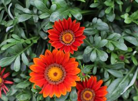Gazánie zářivá 'Siesta Bronze' - Gazania rigens 'Siesta Bronze'