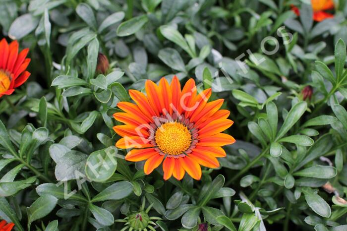 Gazánie zářivá 'Siesta Bronze' - Gazania rigens 'Siesta Bronze'