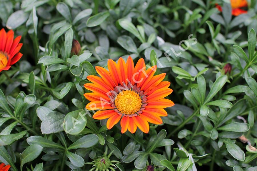 Gazánie zářivá 'Siesta Bronze' - Gazania rigens 'Siesta Bronze'