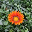 Gazánie zářivá 'Siesta Bronze' - Gazania rigens 'Siesta Bronze'