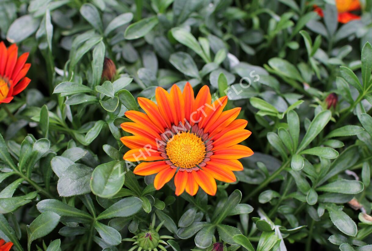 Gazánie zářivá 'Siesta Bronze' - Gazania rigens 'Siesta Bronze'
