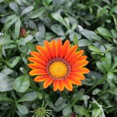 Gazánie zářivá 'Siesta Bronze' - Gazania rigens 'Siesta Bronze'