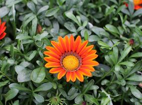 Gazánie zářivá 'Siesta Bronze' - Gazania rigens 'Siesta Bronze'