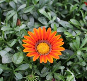 Gazánie zářivá 'Siesta Bronze' - Gazania rigens 'Siesta Bronze'