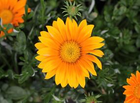 Gazánie zářivá 'Impressa Orange' - Gazania rigens 'Impressa Orange'