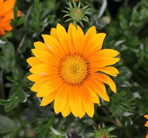 Gazánie zářivá 'Impressa Orange' - Gazania rigens 'Impressa Orange'