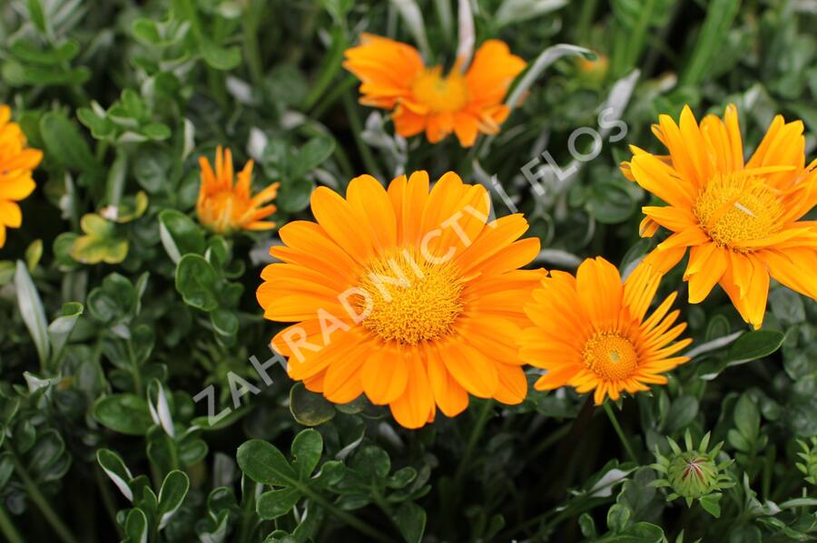 Gazánie zářivá 'Impressa Orange' - Gazania rigens 'Impressa Orange'
