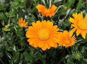 Gazánie zářivá 'Impressa Orange' - Gazania rigens 'Impressa Orange'