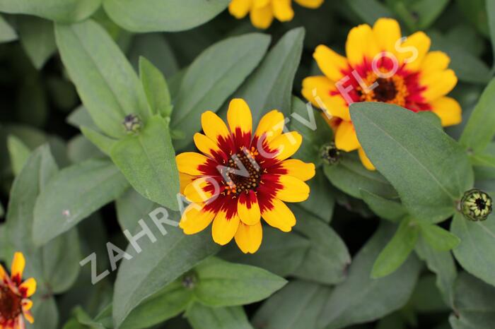 Ostálka hybrida 'Profusion Red Yellow Bicolour' - Zinnia hybrida 'Profusion Red Yellow Bicolour'