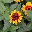 Ostálka hybrida 'Profusion Red Yellow Bicolour' - Zinnia hybrida 'Profusion Red Yellow Bicolour'