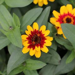 Ostálka hybrida 'Profusion Red Yellow Bicolour' - Zinnia hybrida 'Profusion Red Yellow Bicolour'