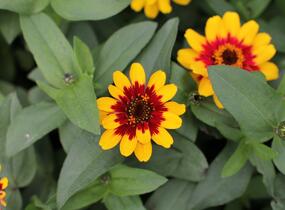 Ostálka hybrida 'Profusion Red Yellow Bicolour' - Zinnia hybrida 'Profusion Red Yellow Bicolour'