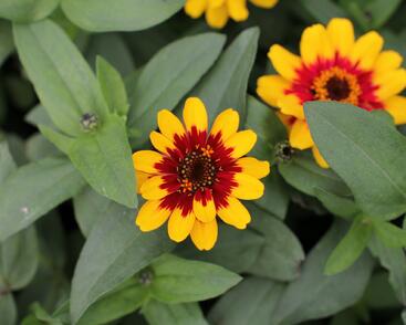 Ostálka hybrida 'Profusion Red Yellow Bicolour'