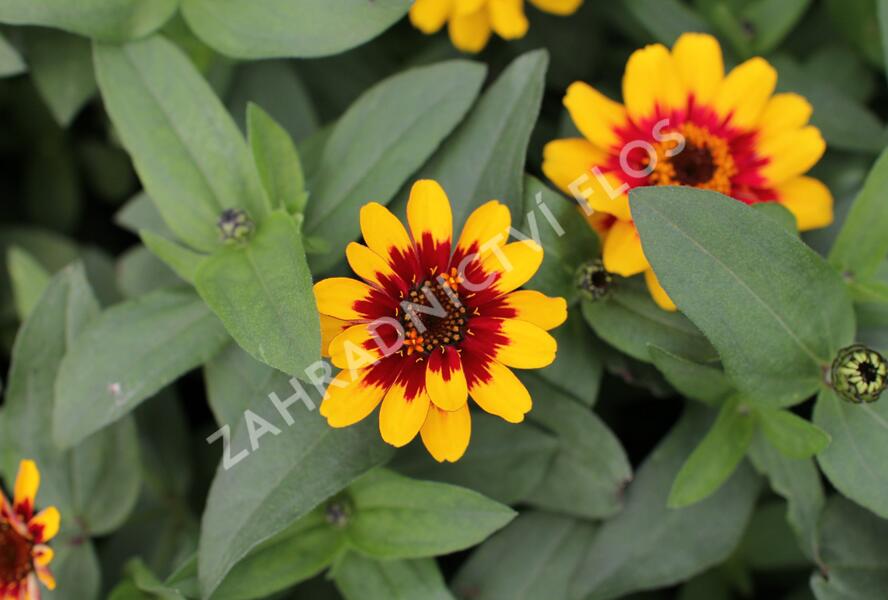 Ostálka hybrida 'Profusion Red Yellow Bicolour' - Zinnia hybrida 'Profusion Red Yellow Bicolour'