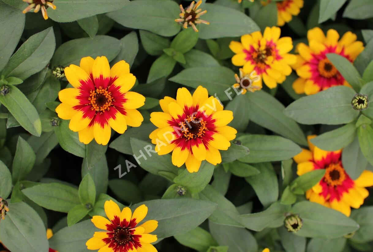 Ostálka hybrida 'Profusion Red Yellow Bicolour' - Zinnia hybrida 'Profusion Red Yellow Bicolour'