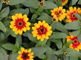 Ostálka hybrida 'Profusion Red Yellow Bicolour' - Zinnia hybrida 'Profusion Red Yellow Bicolour'