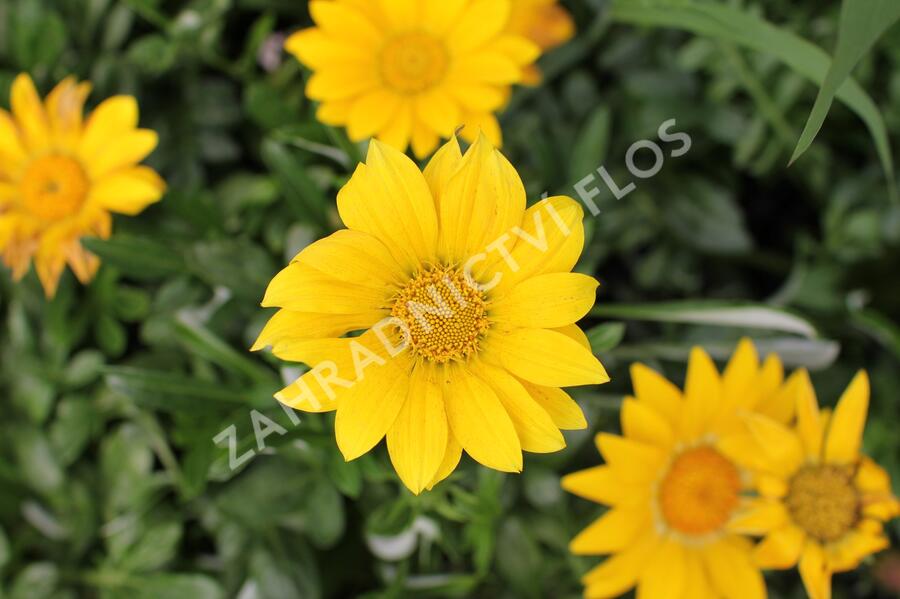 Gazánie zářivá 'Impressa Yellow' - Gazania rigens 'Impressa Yellow'