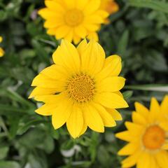 Gazánie zářivá 'Impressa Yellow' - Gazania rigens 'Impressa Yellow'