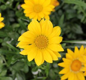 Gazánie zářivá 'Impressa Yellow' - Gazania rigens 'Impressa Yellow'