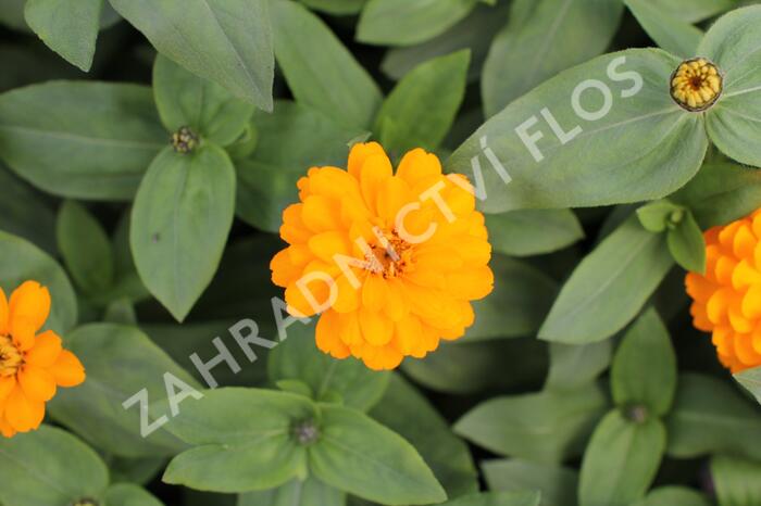 Ostálka hybrida 'Zahara Double Bright Orange' - Zinnia hybrida 'Zahara Double Bright Orange'